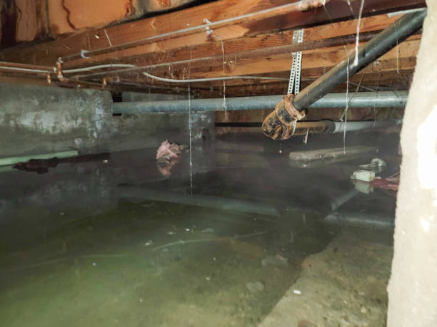Best Basement water damage restoration  in Woodland Beach, MI